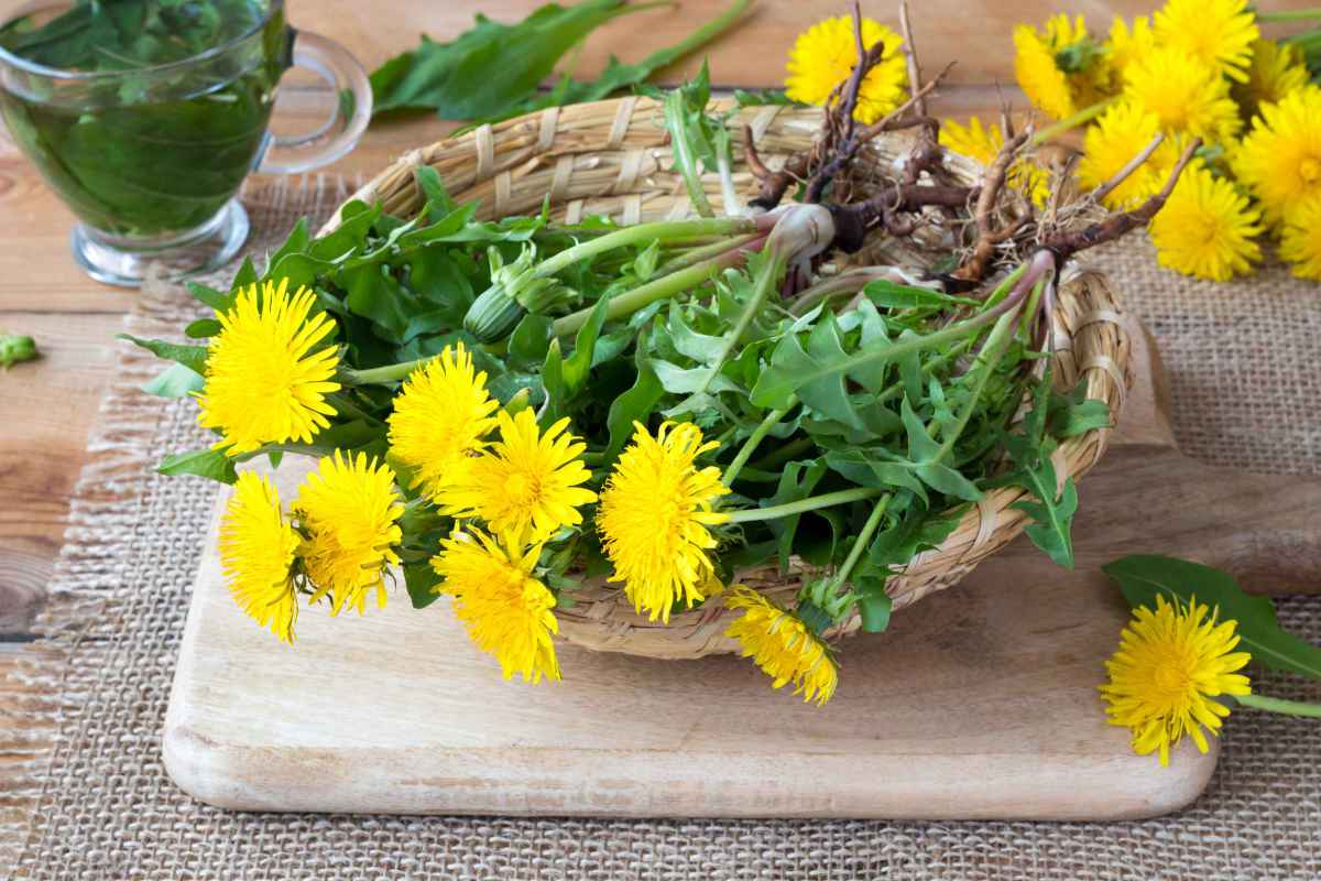 piante spontanee commestibili erbe fiori foglie radici e ricette