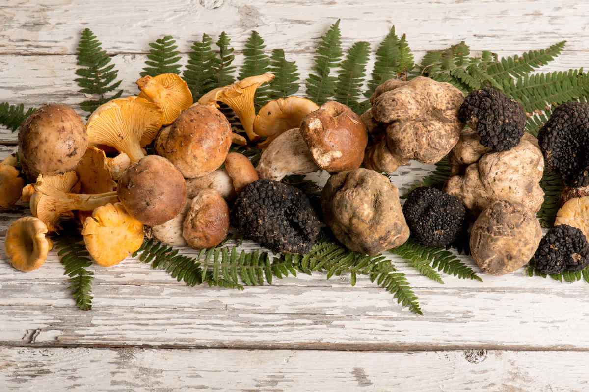 tavolo di legno su cui sono sistemati funghi e tartufo bianco e nero