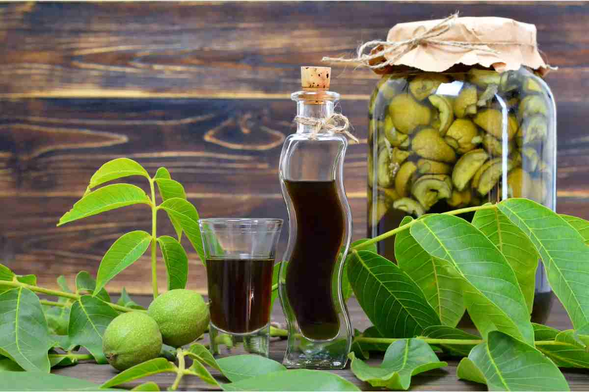 Raccogliere noci per nocino la notte di San Giovanni