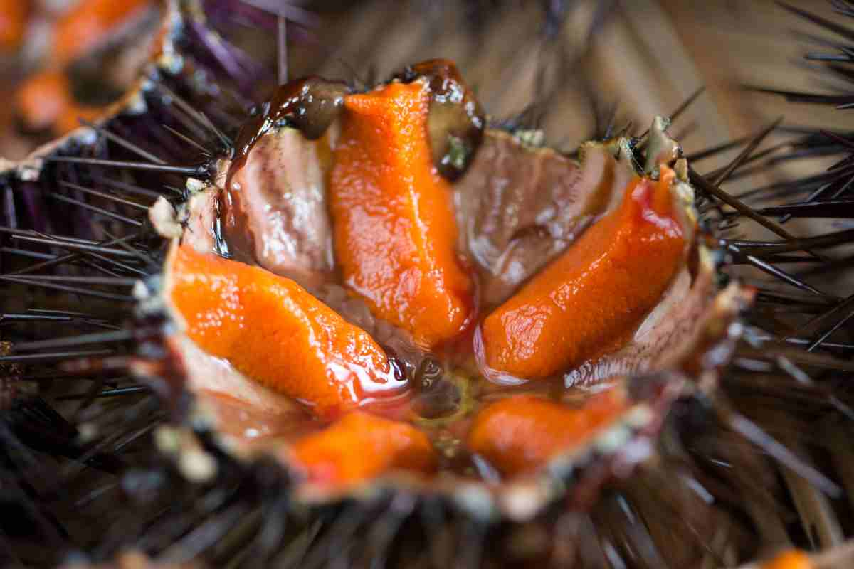 Come si aprono e puliscono i ricci di mare