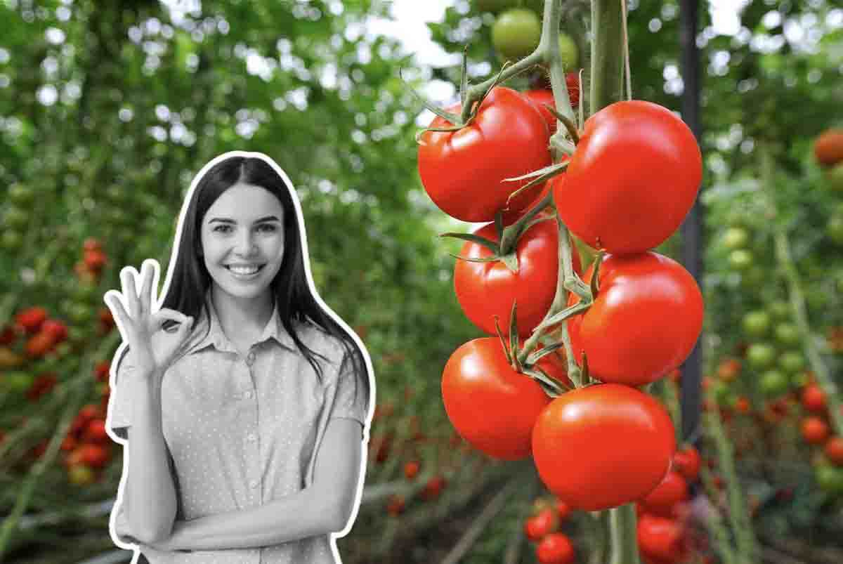 come avere pomodori succosi