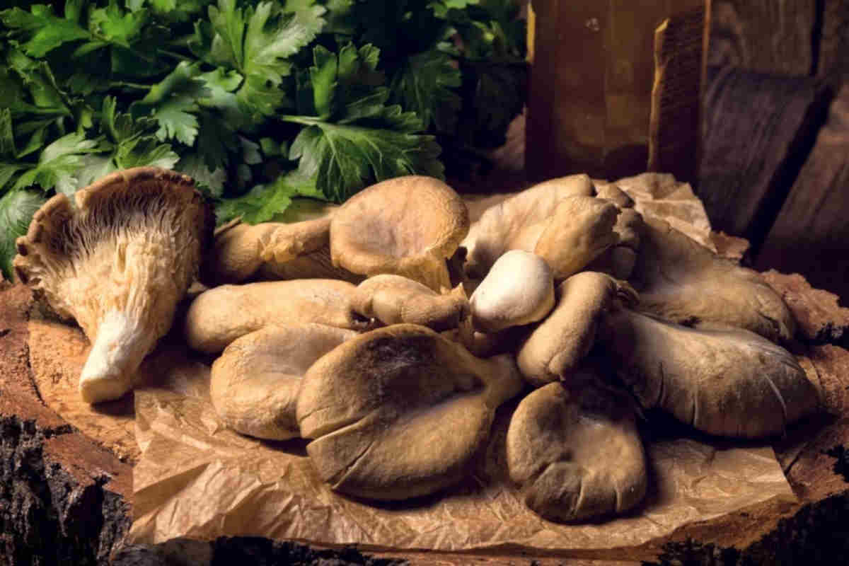 cotolette di funghi Pleurotus