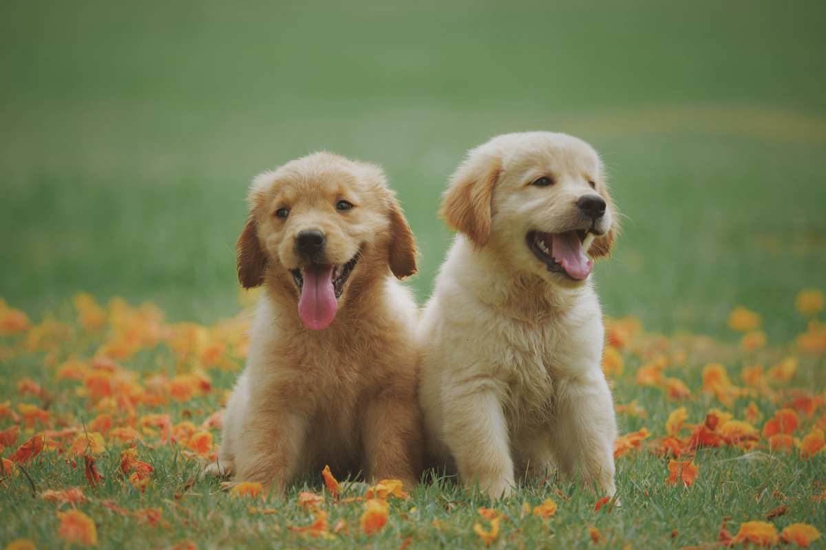 Cane: mangia a ristorante con lui