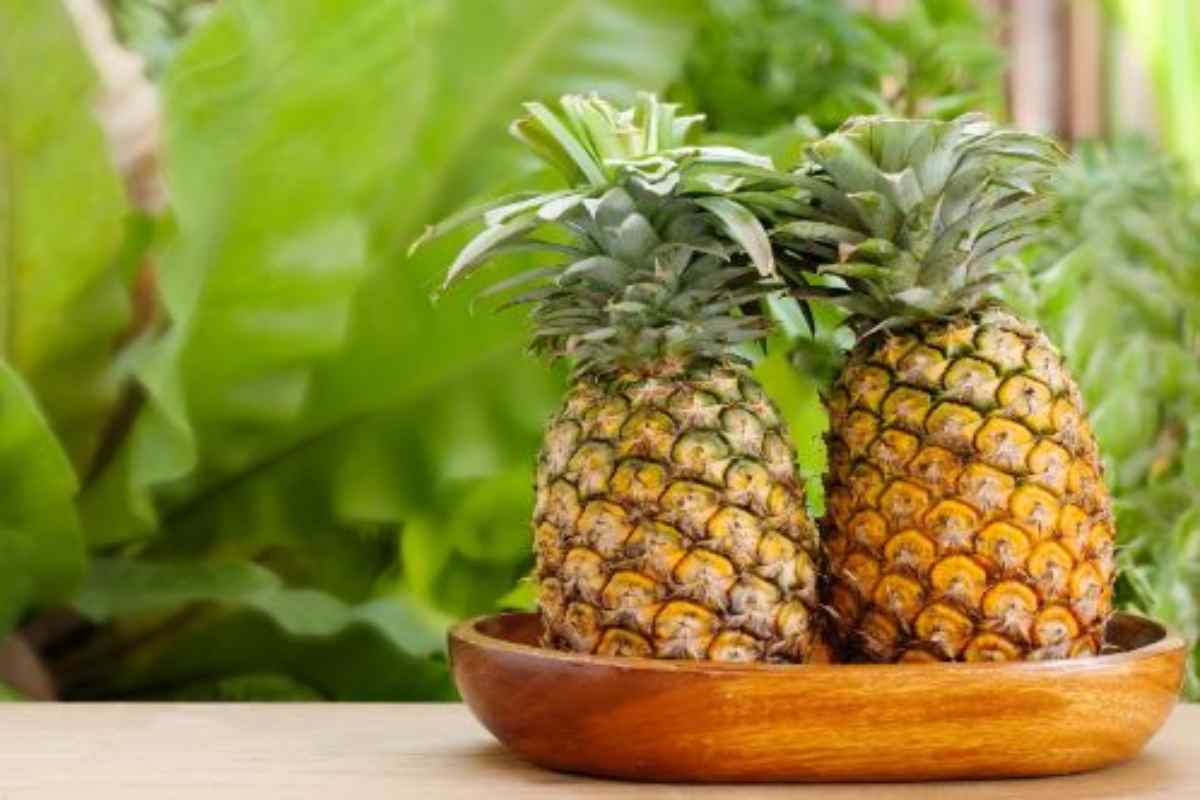 come scegliere ananas migliore