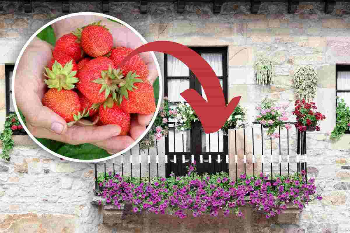 come coltivare fragole in balcone