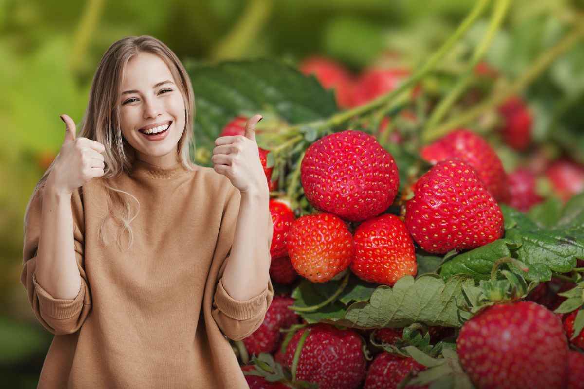 come coltivare fragole in balcone