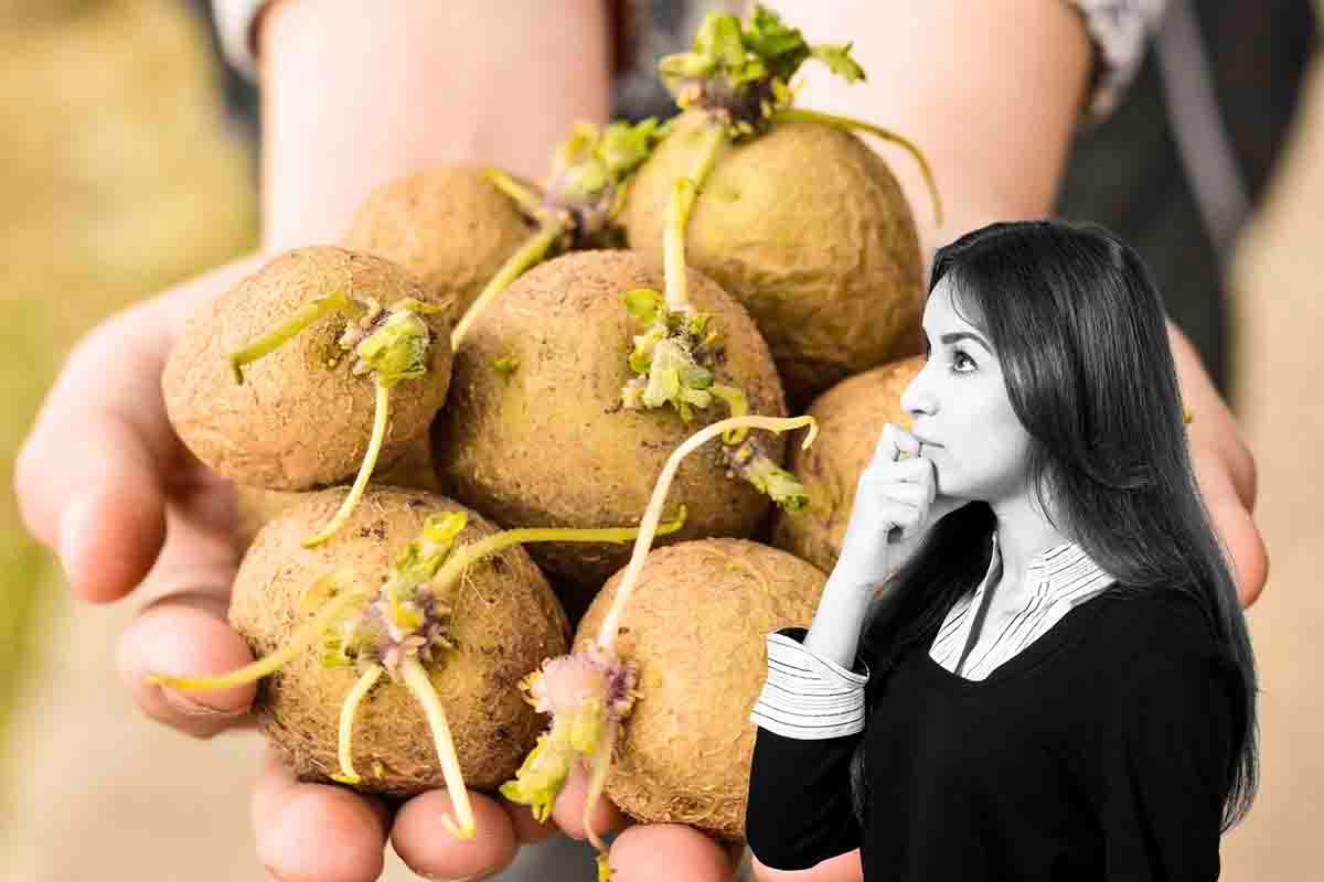 Patate come prevenire germogli