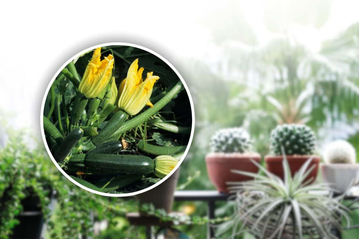 come coltivare zucchine in balcone