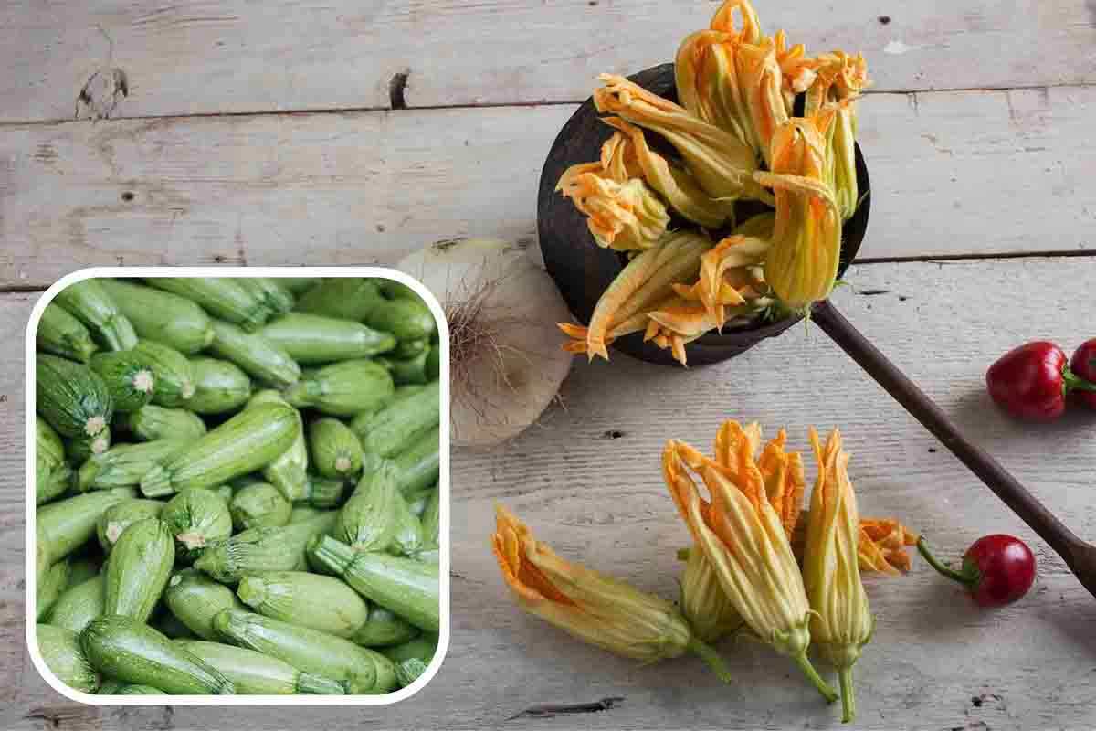 differenze fiori di zucca e fiori di zucchine