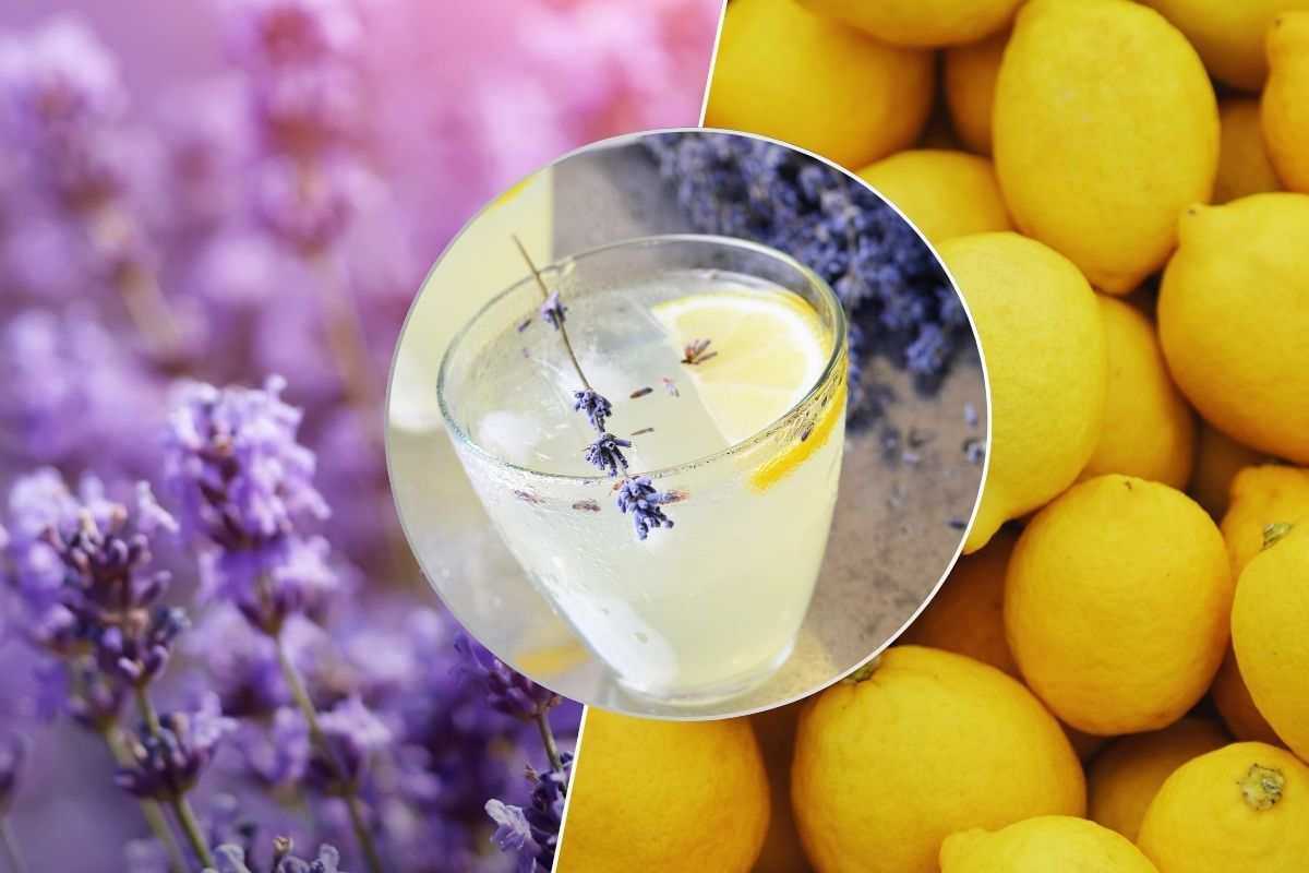 ricetta della limonata alla lavanda