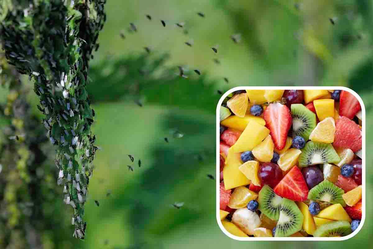 come allontanare moscerini della frutta