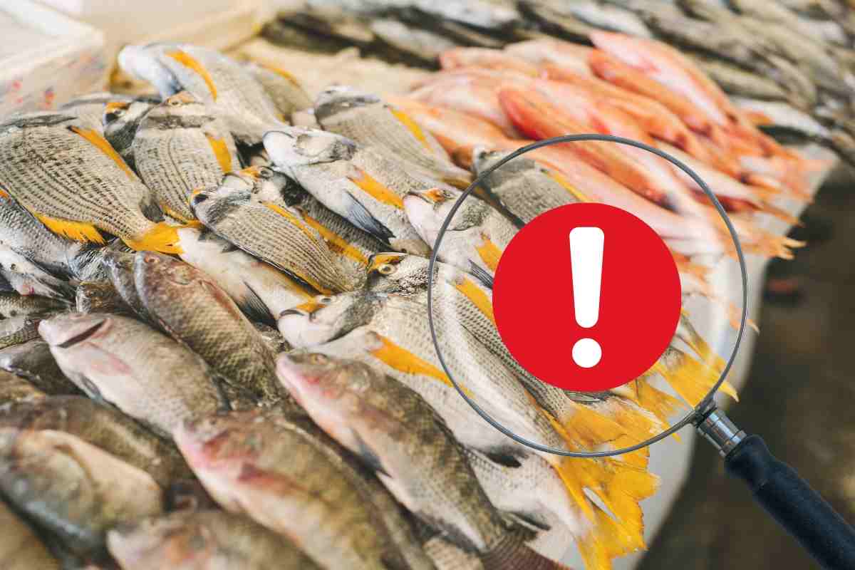 Pescheria come riconoscere pesce fresco