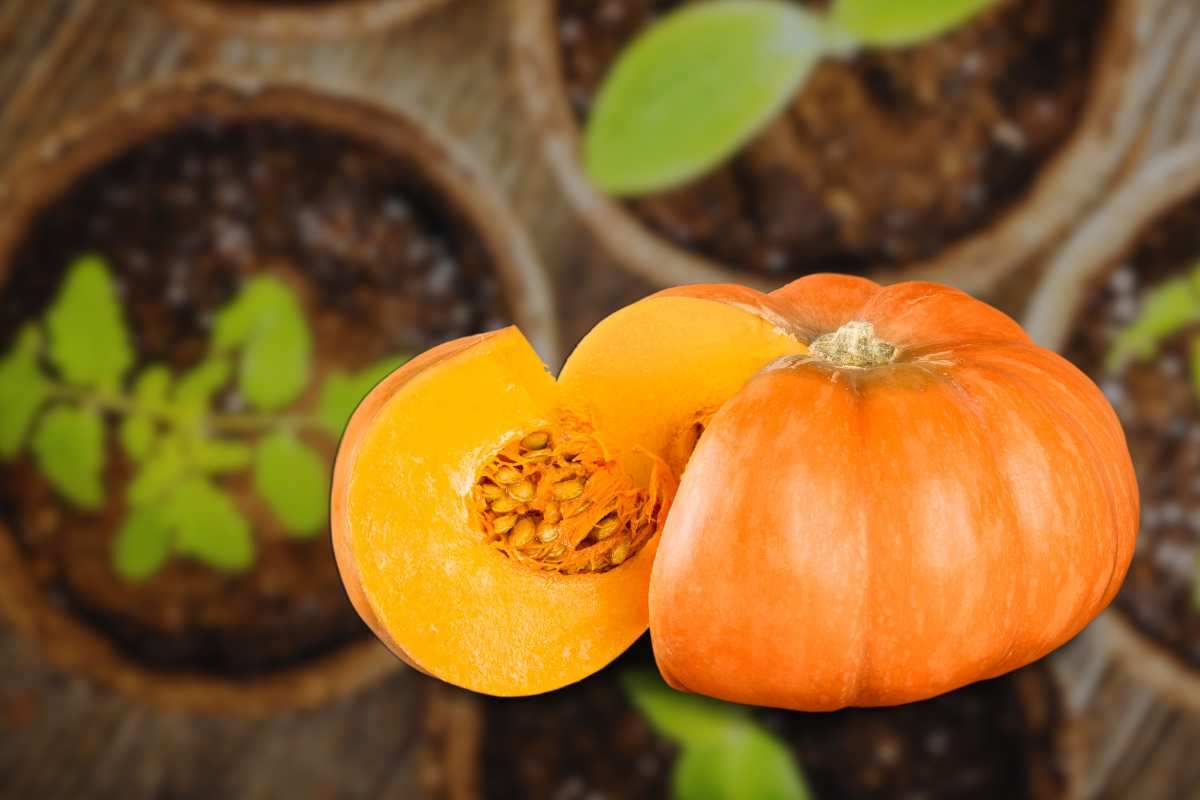 Coltivare zucca in vaso guida